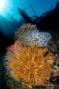 "Crinoids", Banda sea, Indonesia. by Filip Staes 